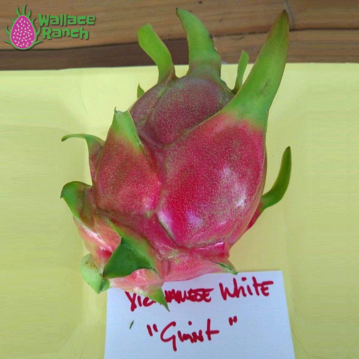 Vietnamese White Giant Dragonfruit (1)