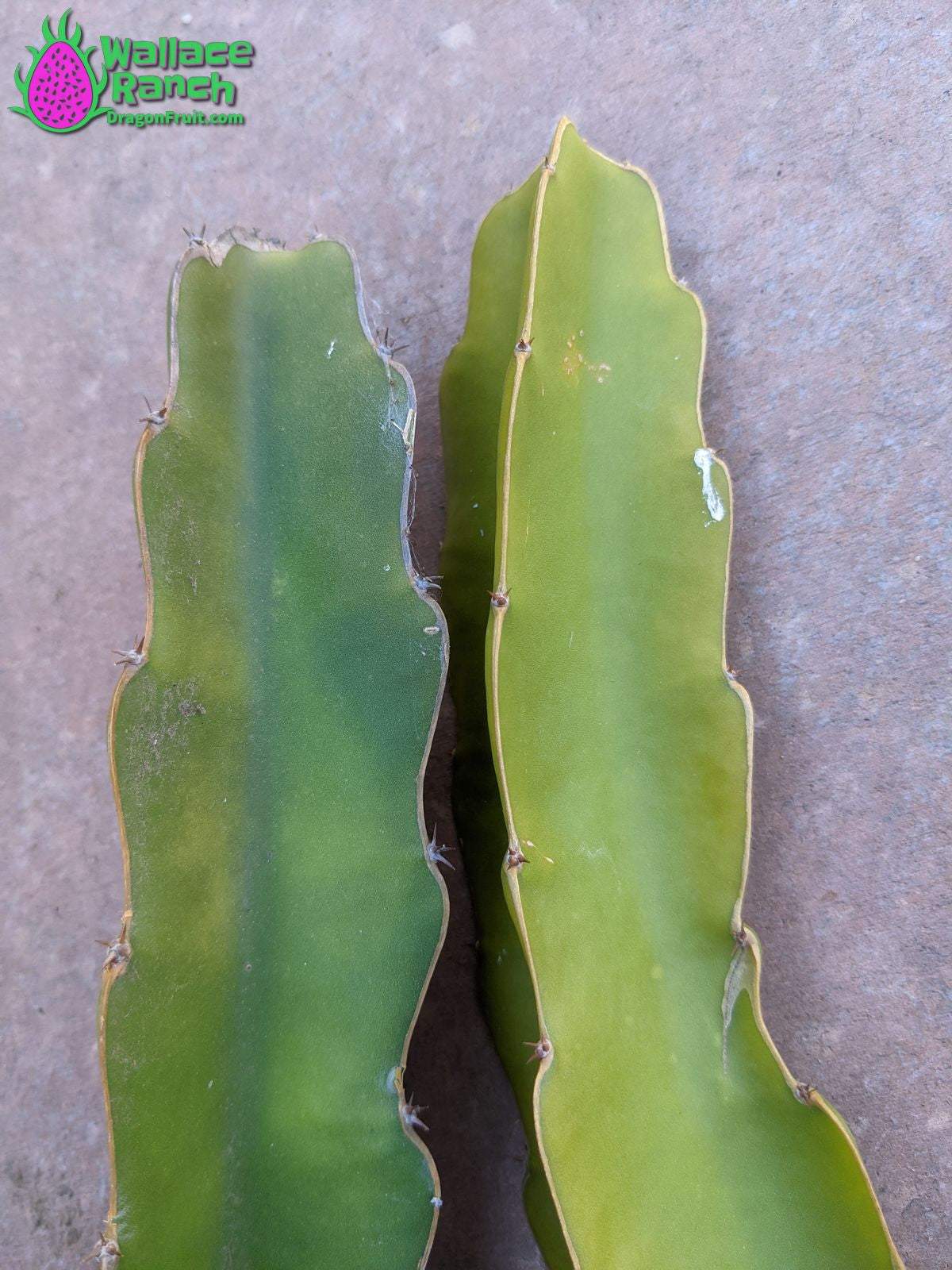 Vietnamese White Giant Dragonfruit (3)