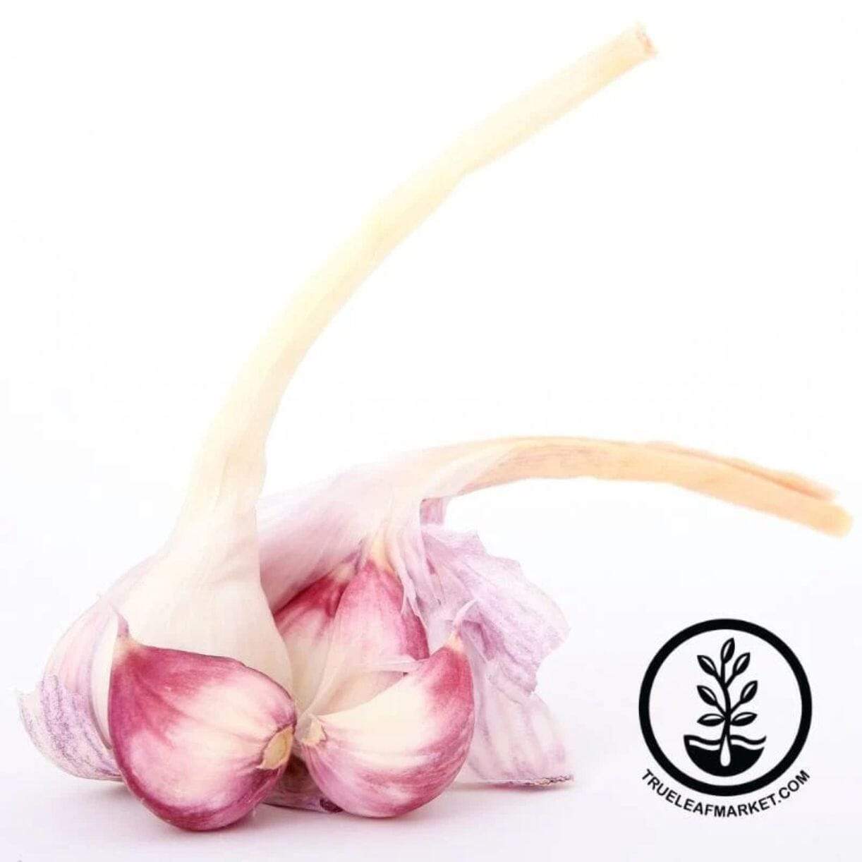 Purple Glazer Garlic