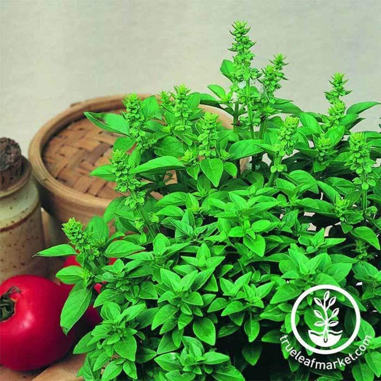 Spicy Globe Basil