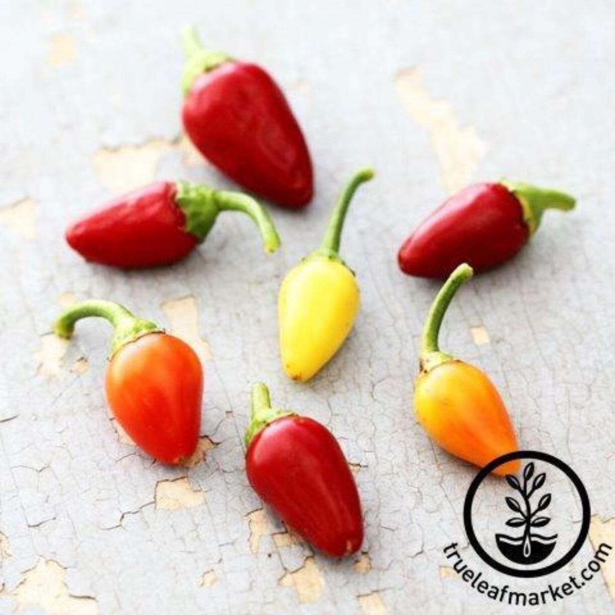 Cascabella Pepper