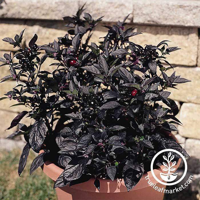 Black Pearl Pepper