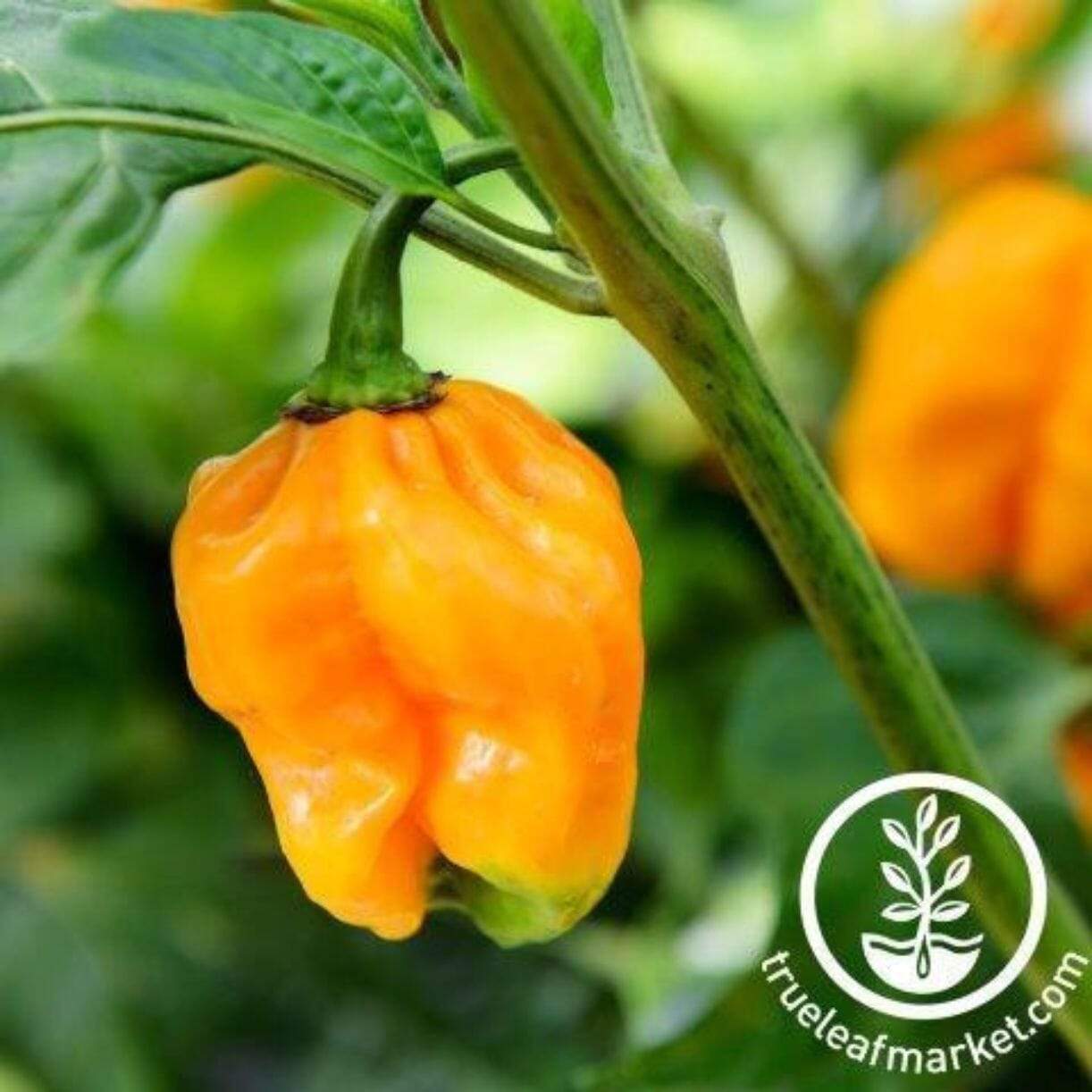 Jamaican Yellow Habanero Pepper