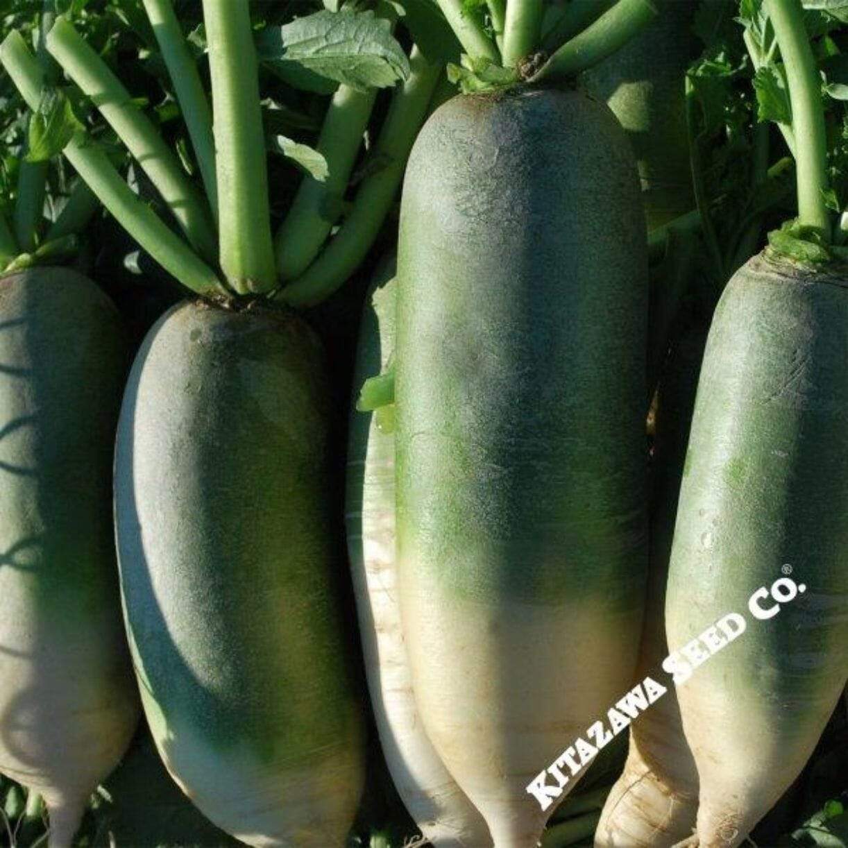 Green Meat Luobo Radish
