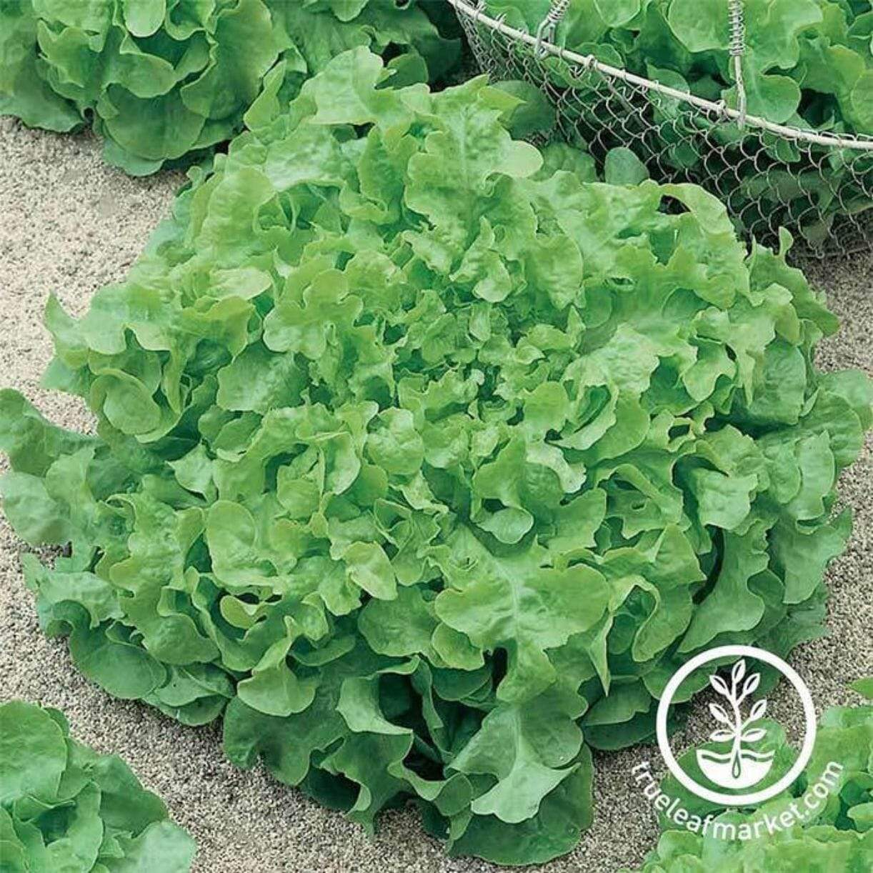 Salad Bowl Green Lettuce