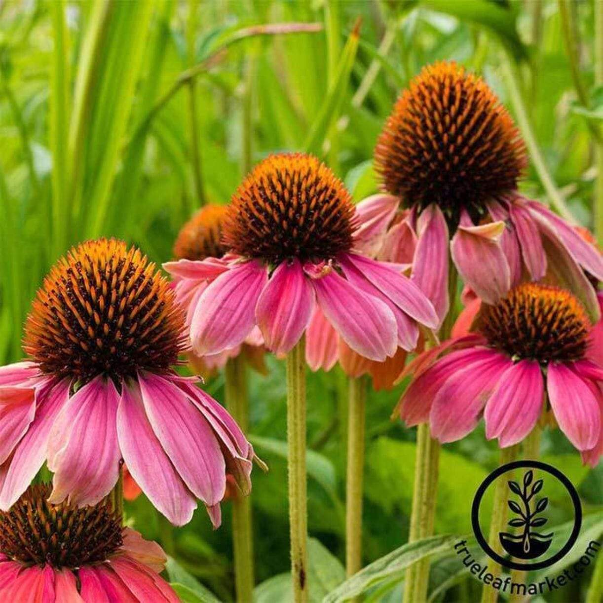 Powwow Wild Berry Echinacea