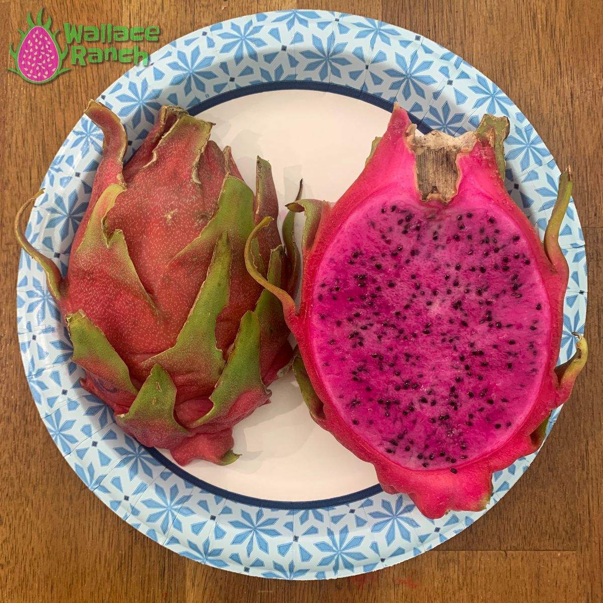 Halley's Comet Dragonfruit (3)