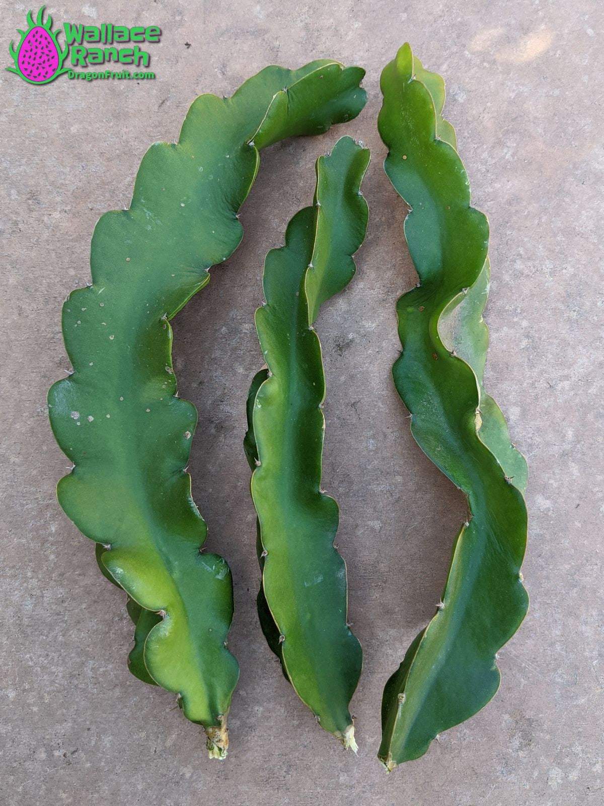 Halley's Comet Dragonfruit (6)