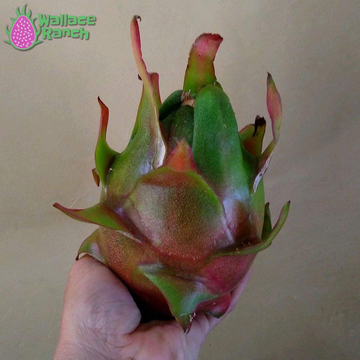 Halley's Comet Dragonfruit (4)