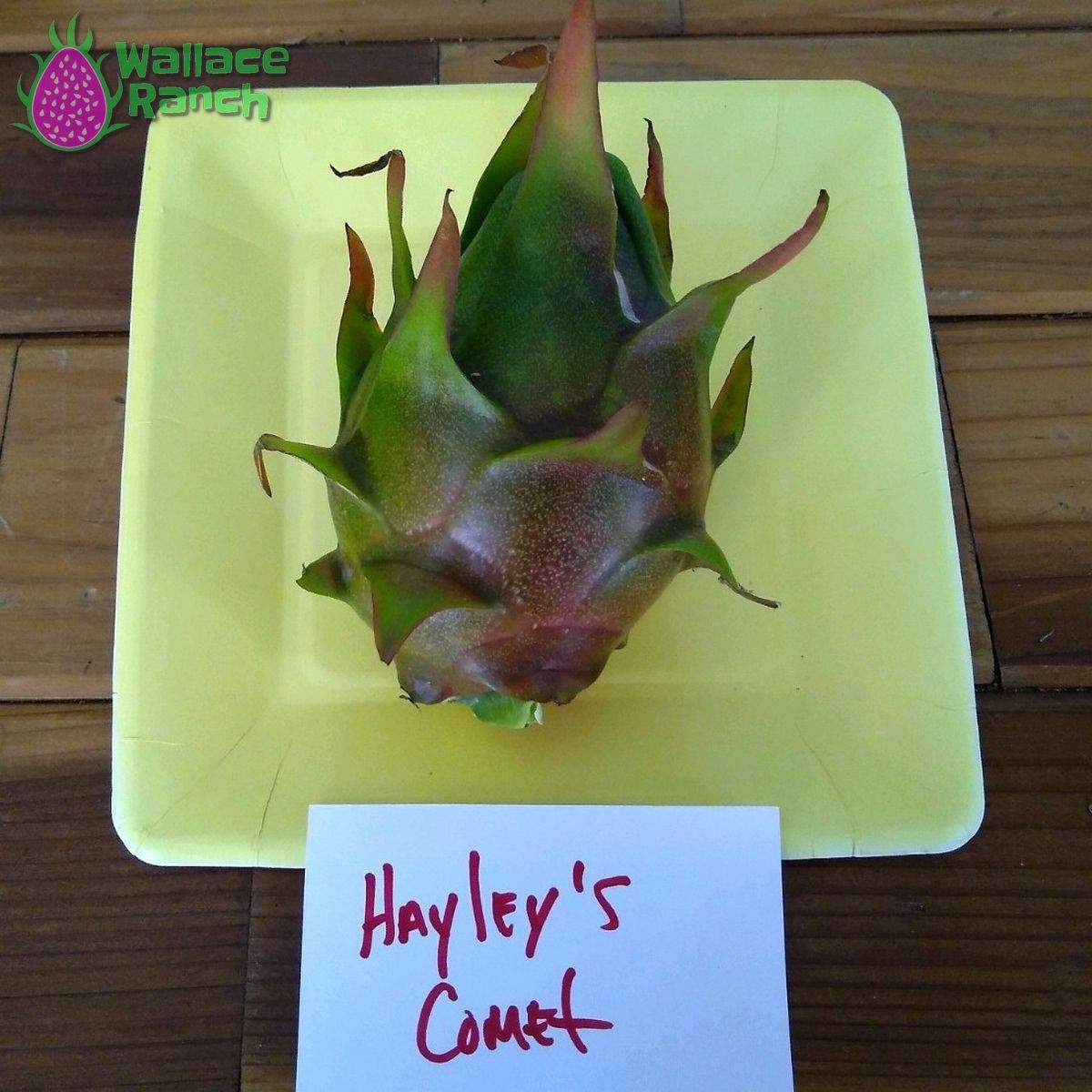 Halley's Comet Dragonfruit (5)