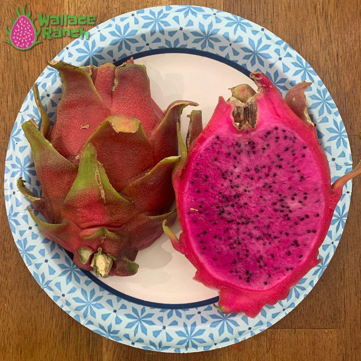 Halley's Comet Dragonfruit (1)