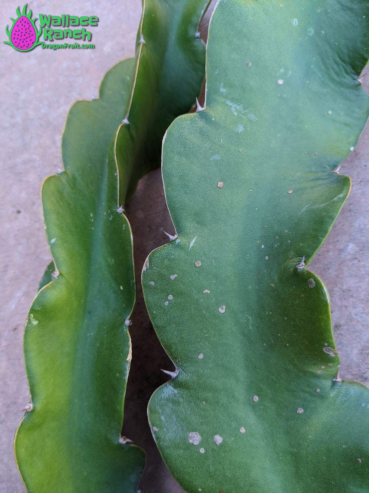 Halley's Comet Dragonfruit (7)