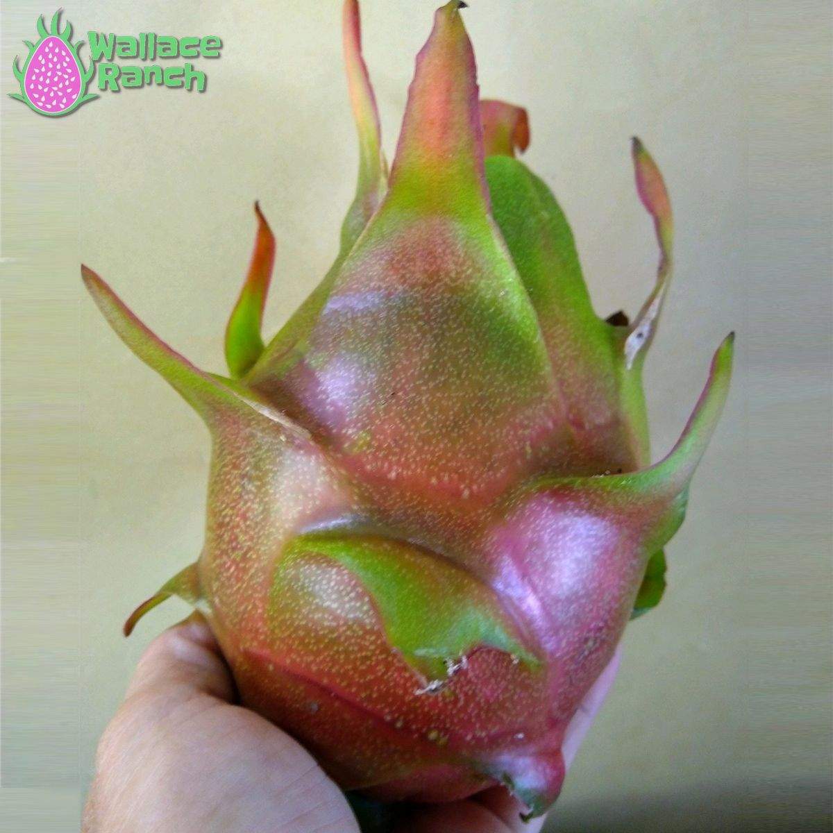 Halley's Comet Dragonfruit (2)