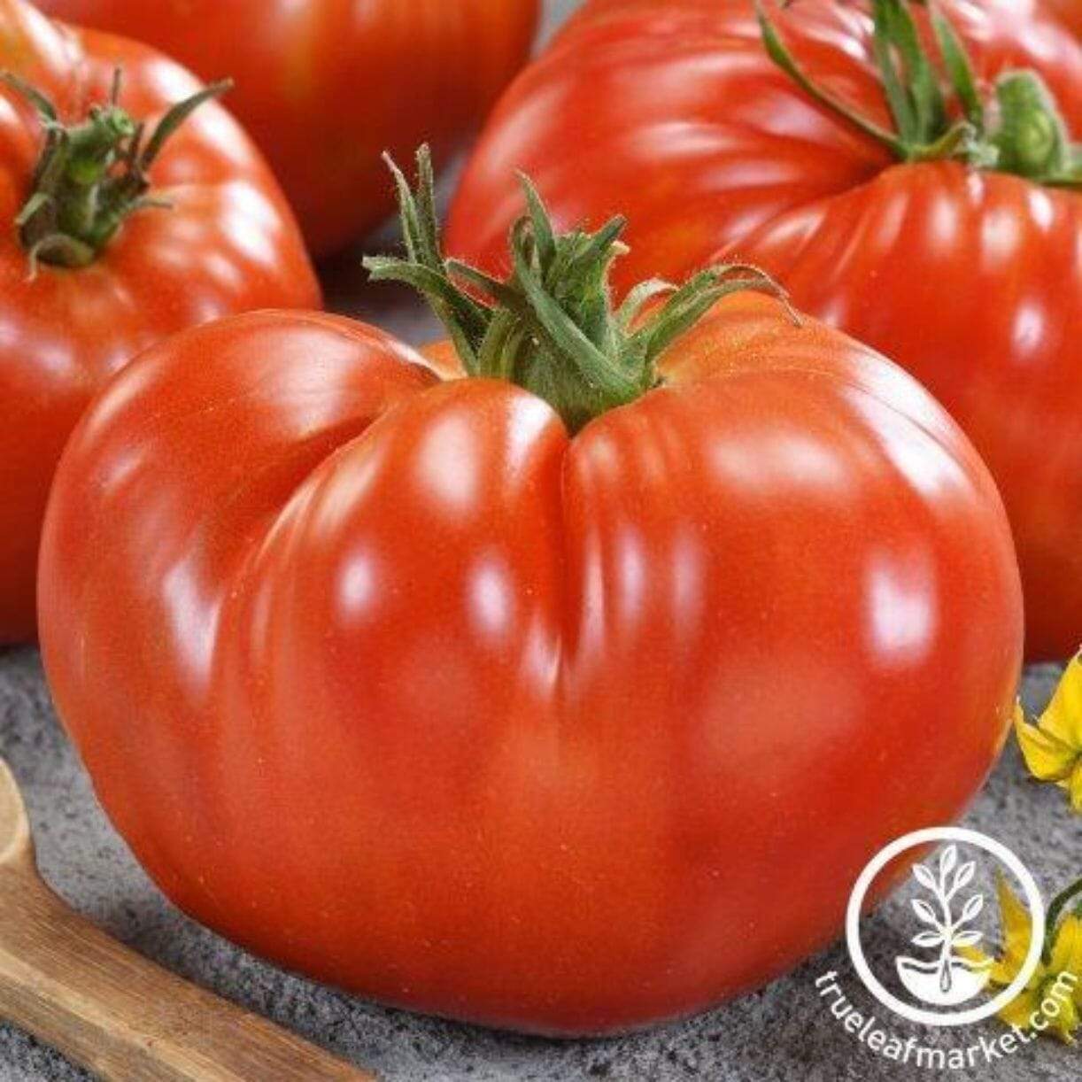 Giant Red Beefsteak Tomato