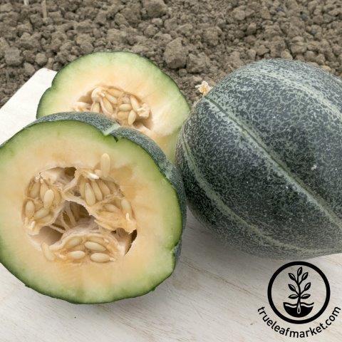 Emerald Gem Melon