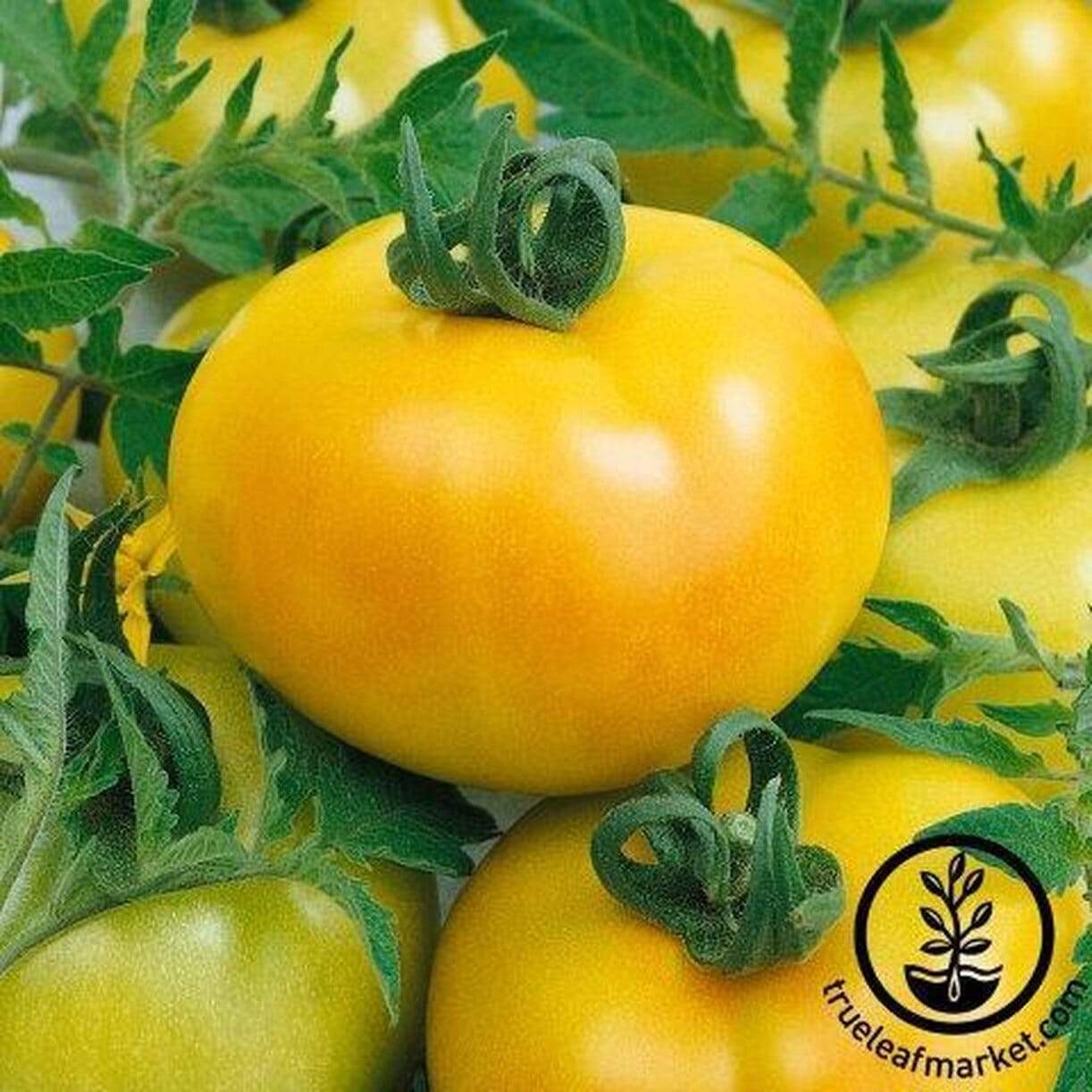 Fried Green Tomato