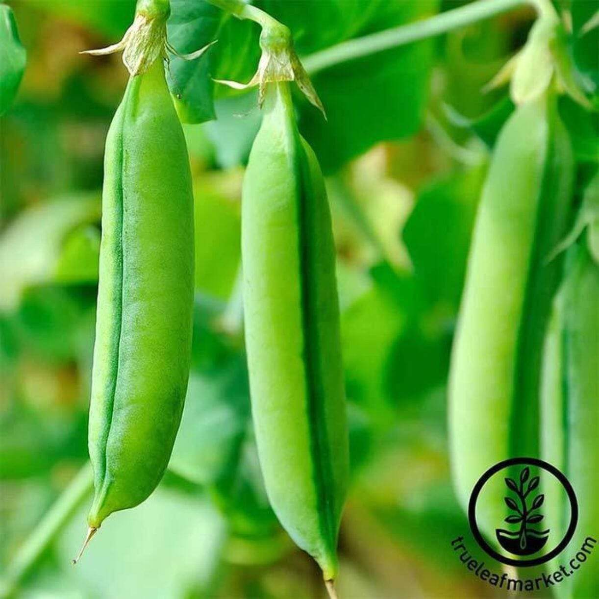 Super Sugar Snap Pea