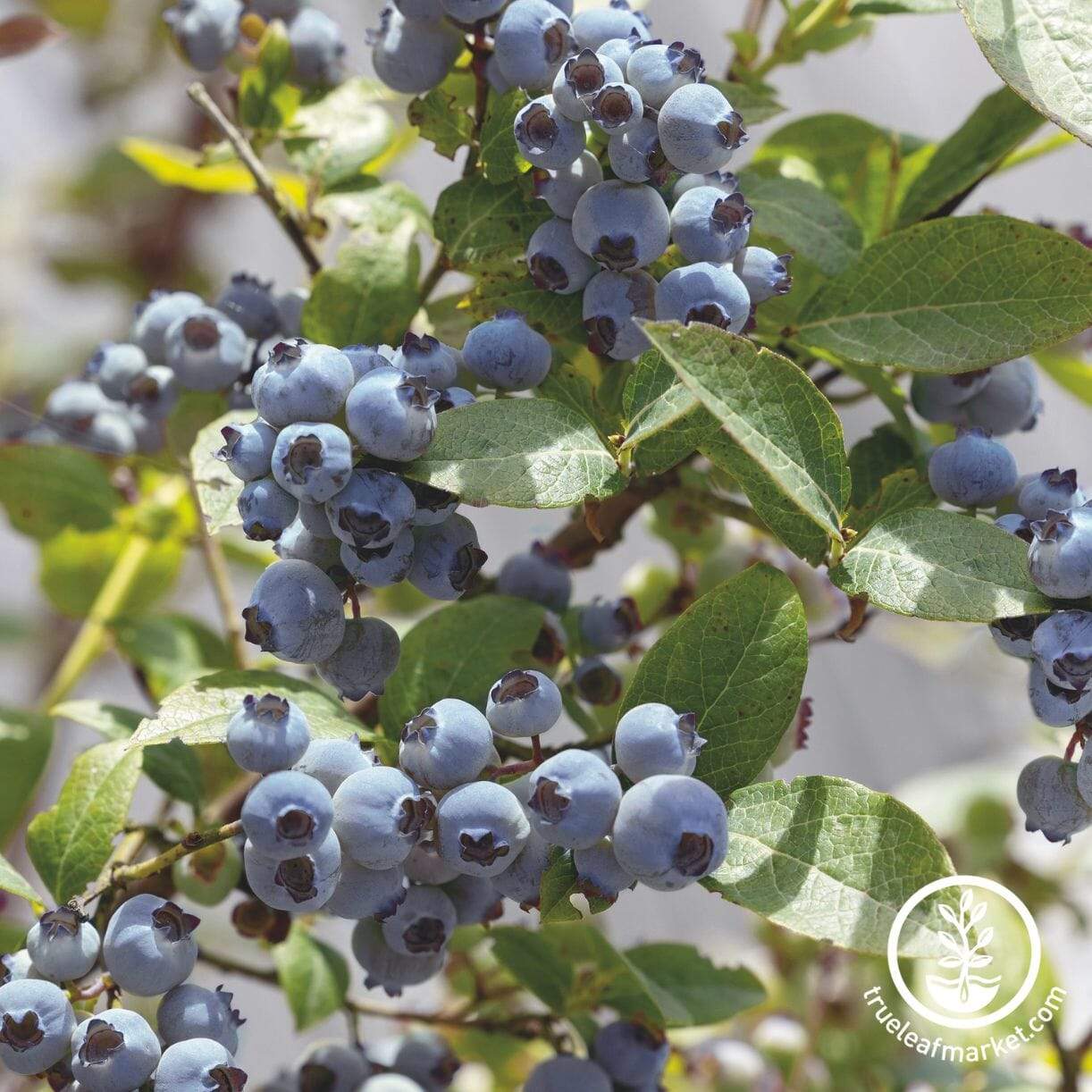 Earliblue Blueberry