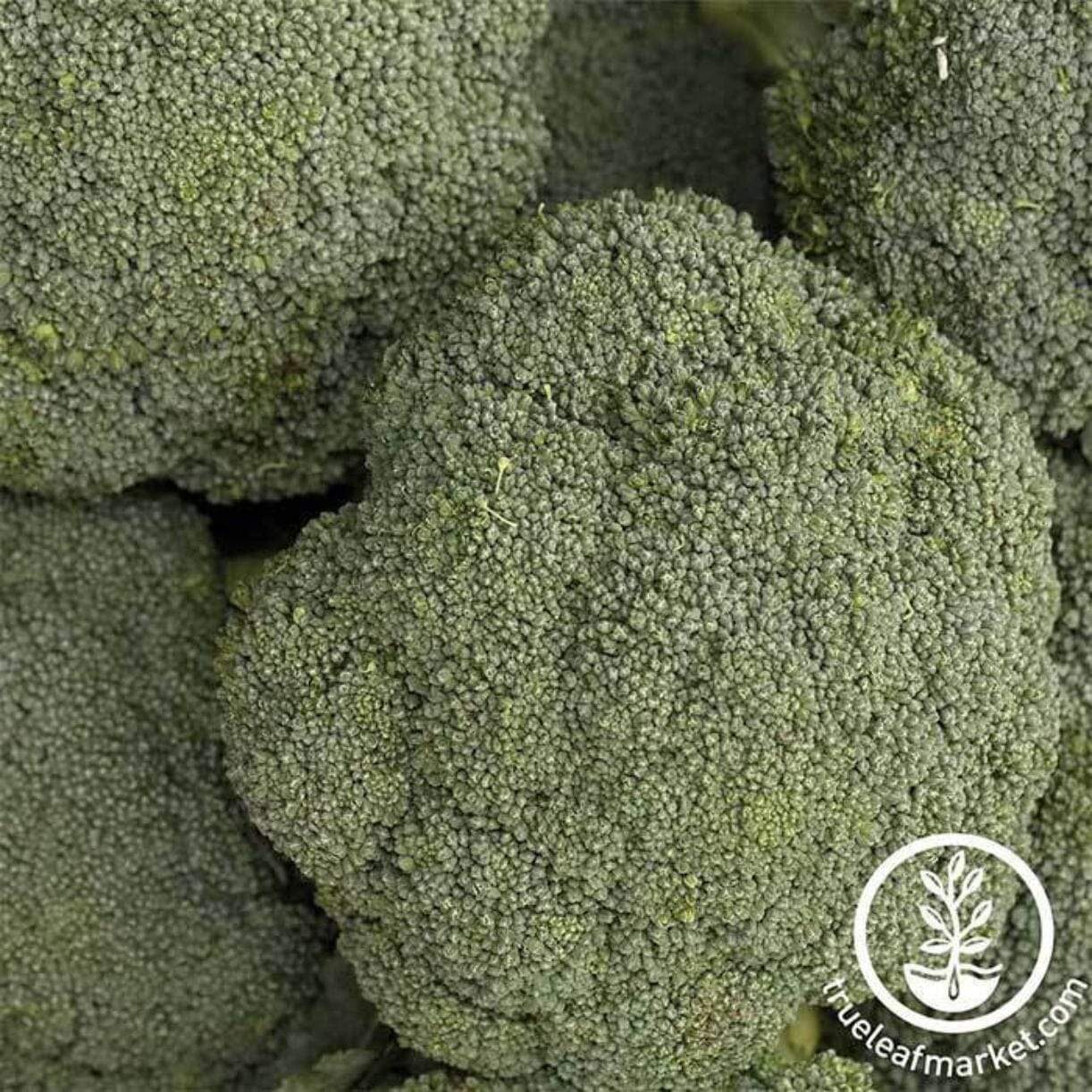 Destiny Broccoli