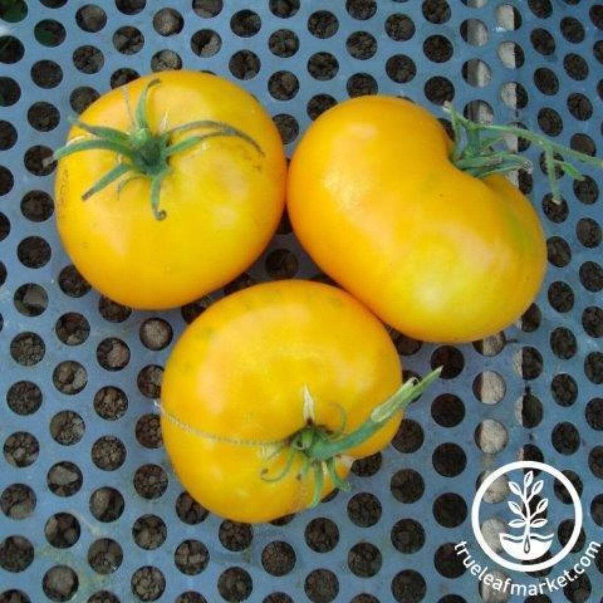 Giallo De Summer Tomato