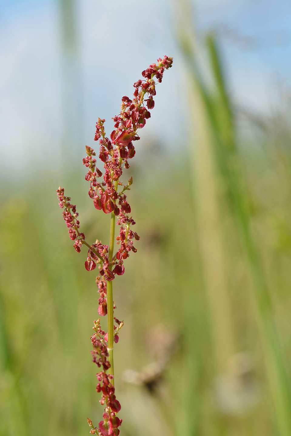 Large Leaf Sorrel
