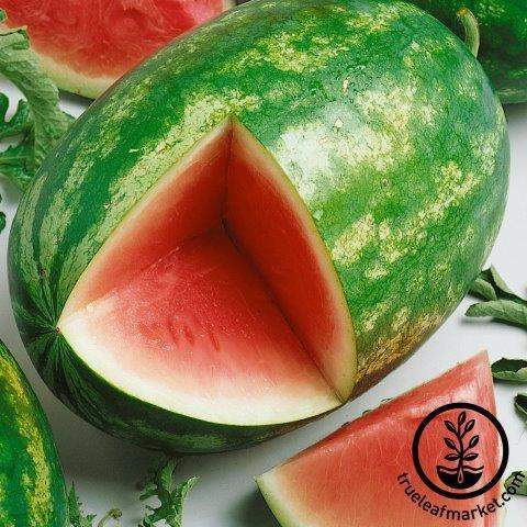 Triple Yield Watermelon