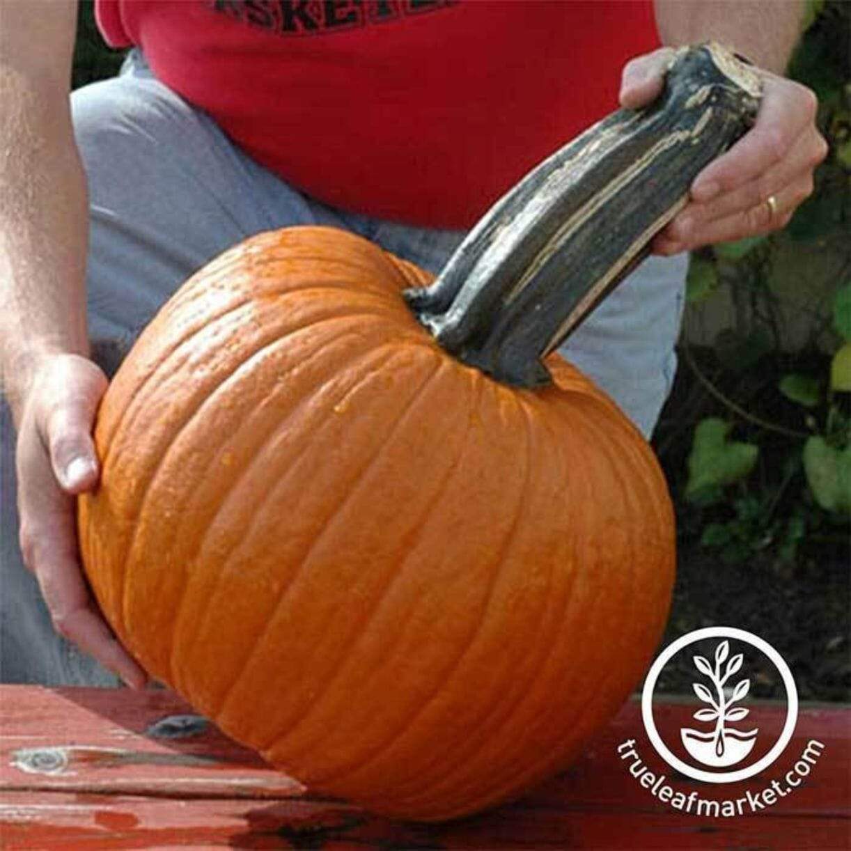 Wolf Pumpkin