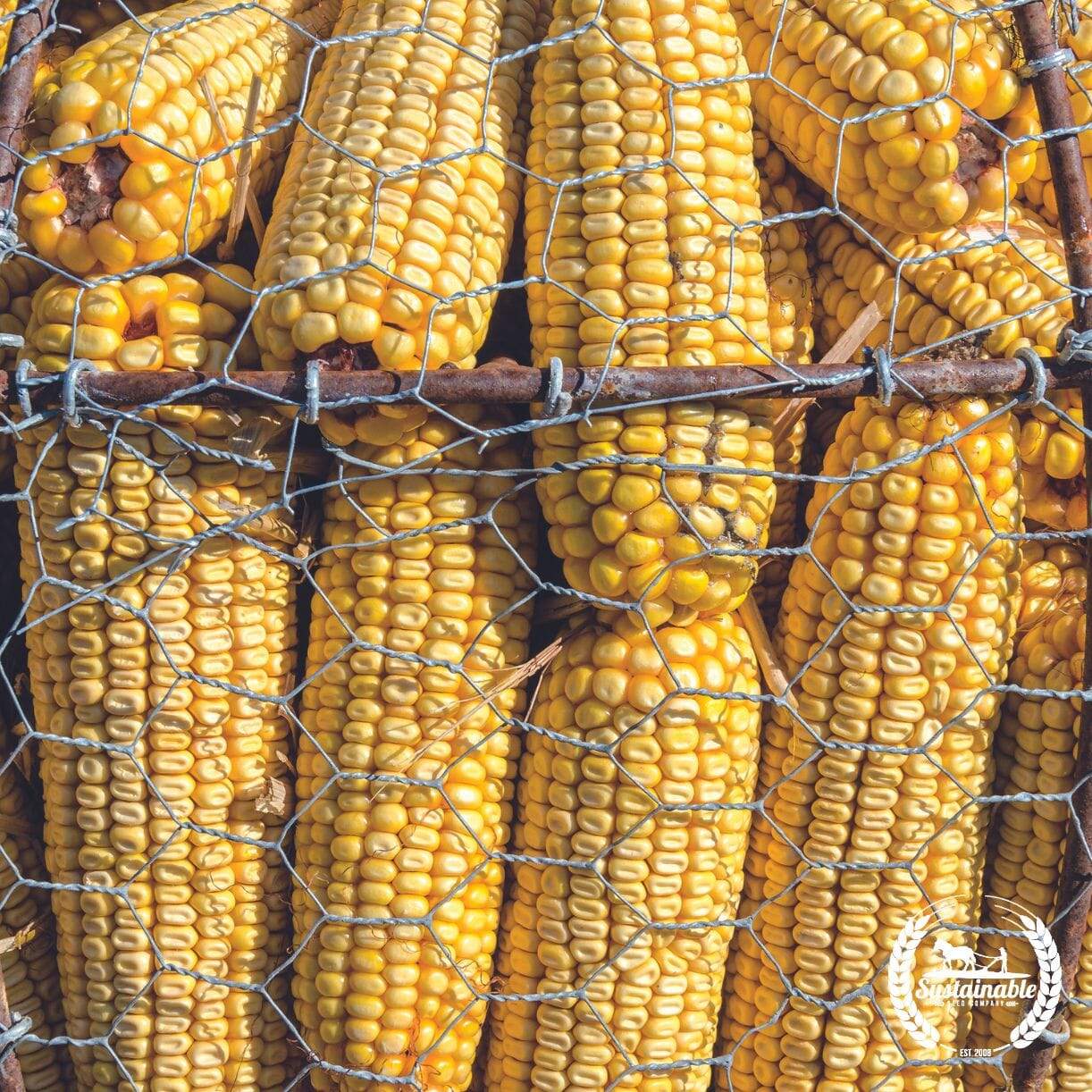Northstine Dent Corn