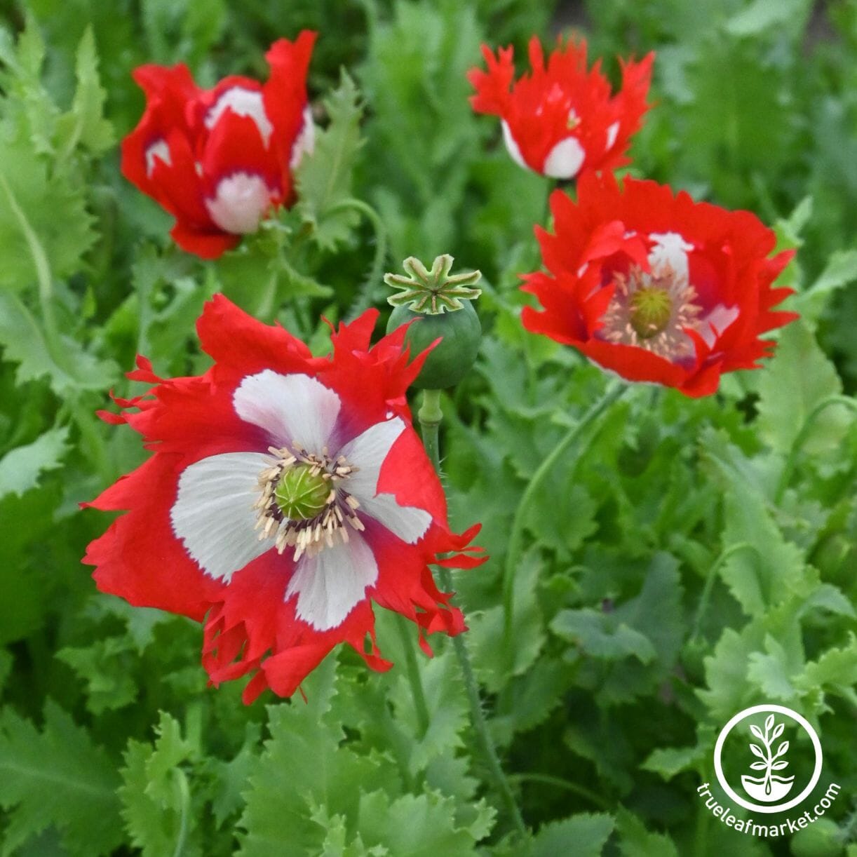 Danish Flag Poppy
