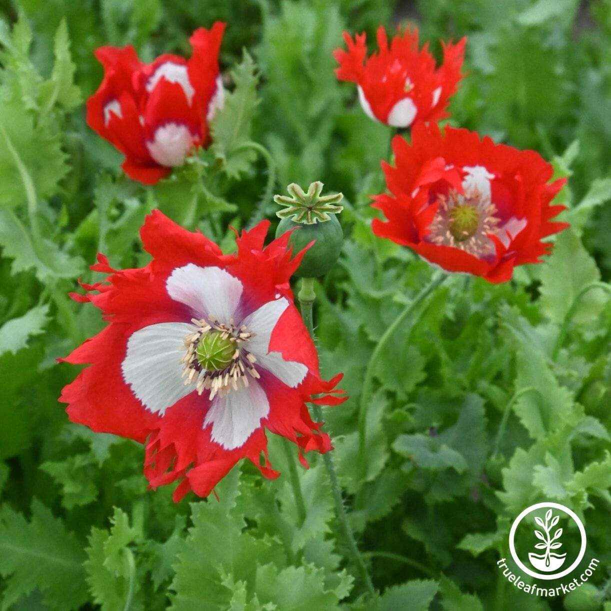 Danish Flag Poppy