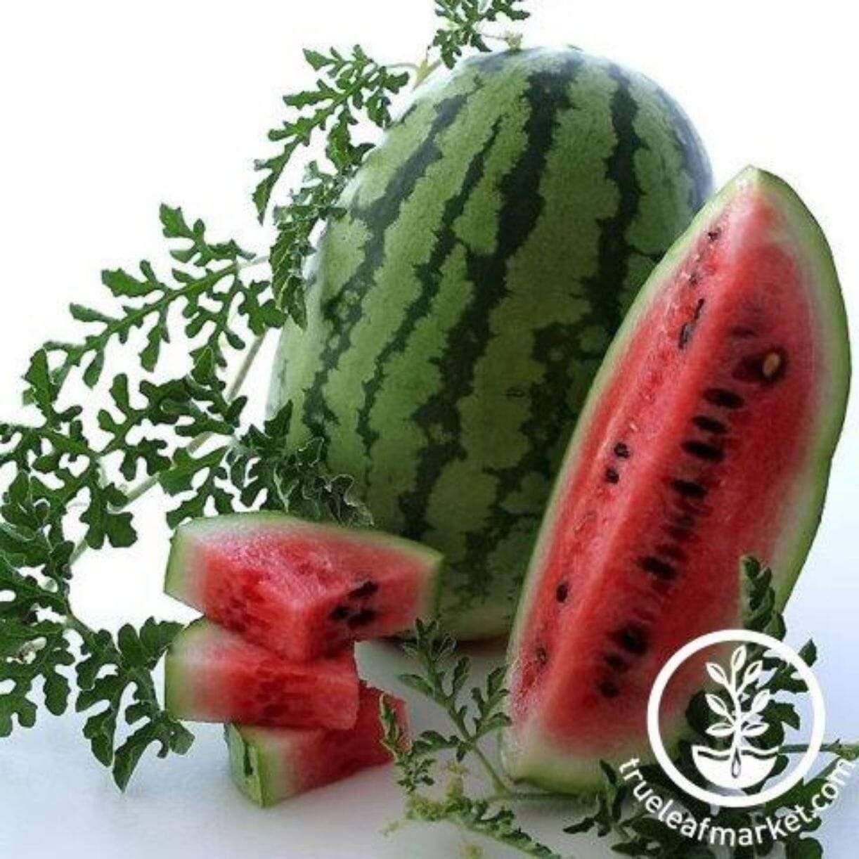 Bush Jubilee Watermelon