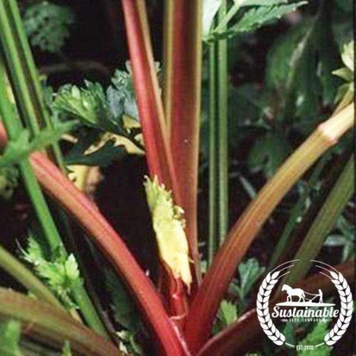Celery