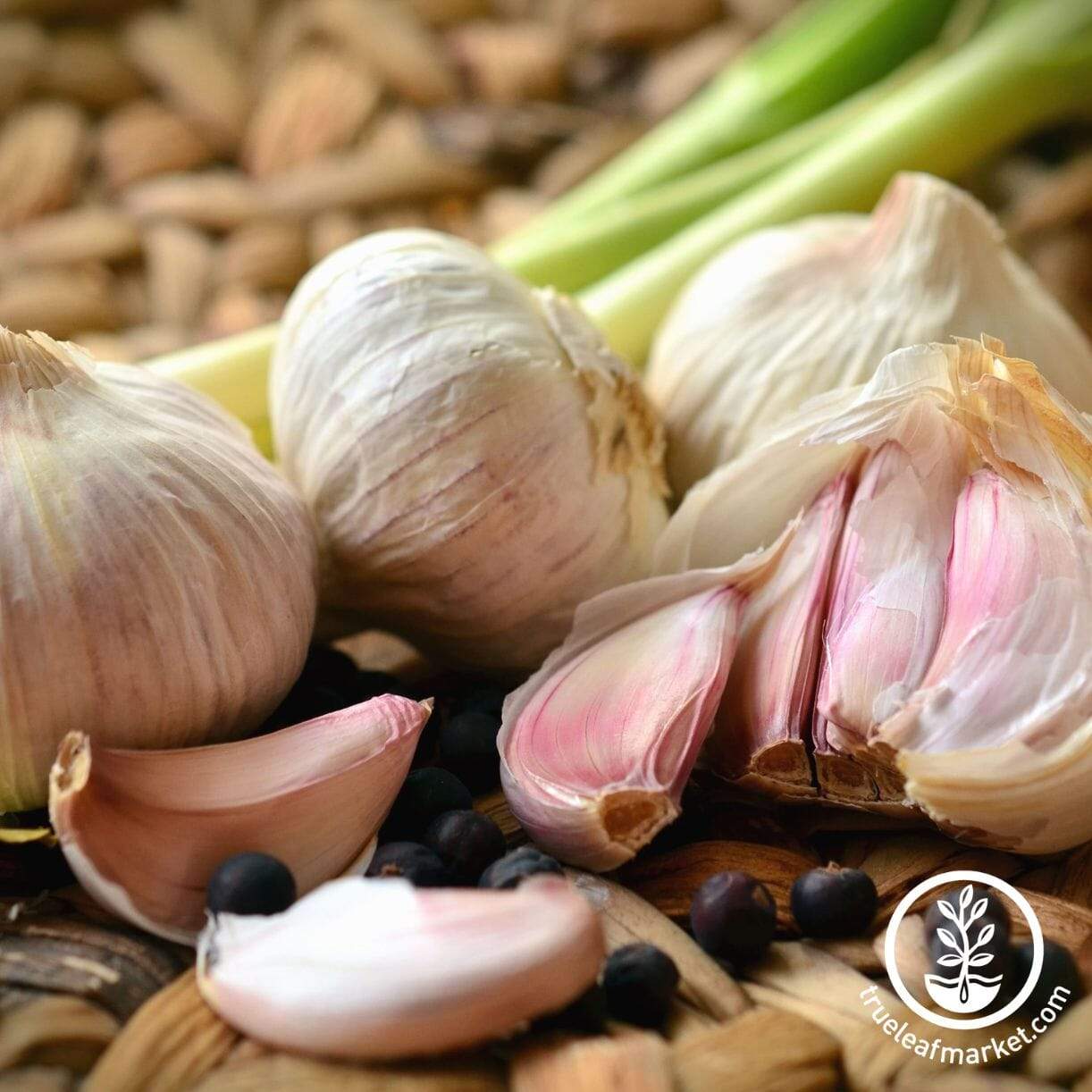 Mennonite Garlic