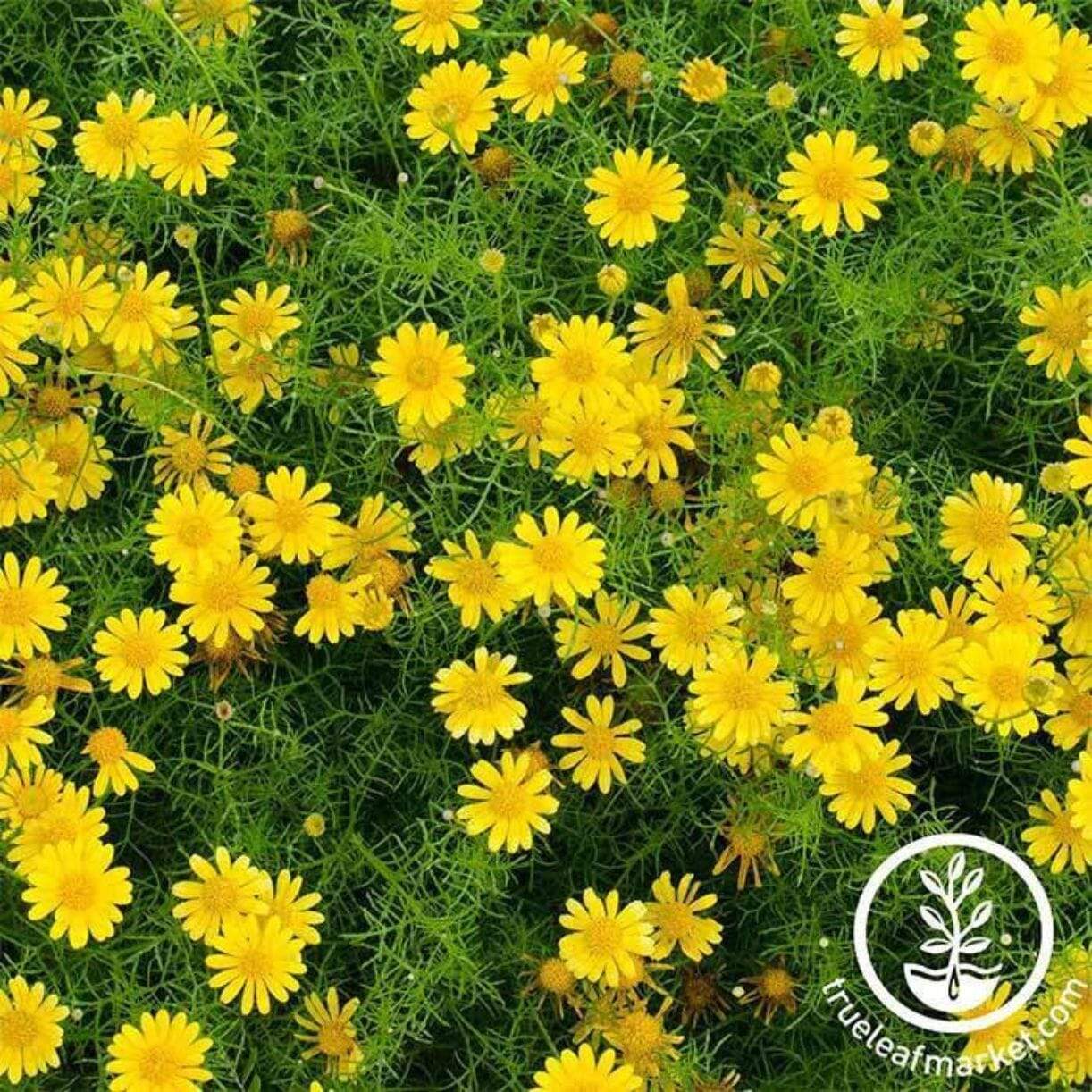 Golden Fleece Dahlberg Daisy