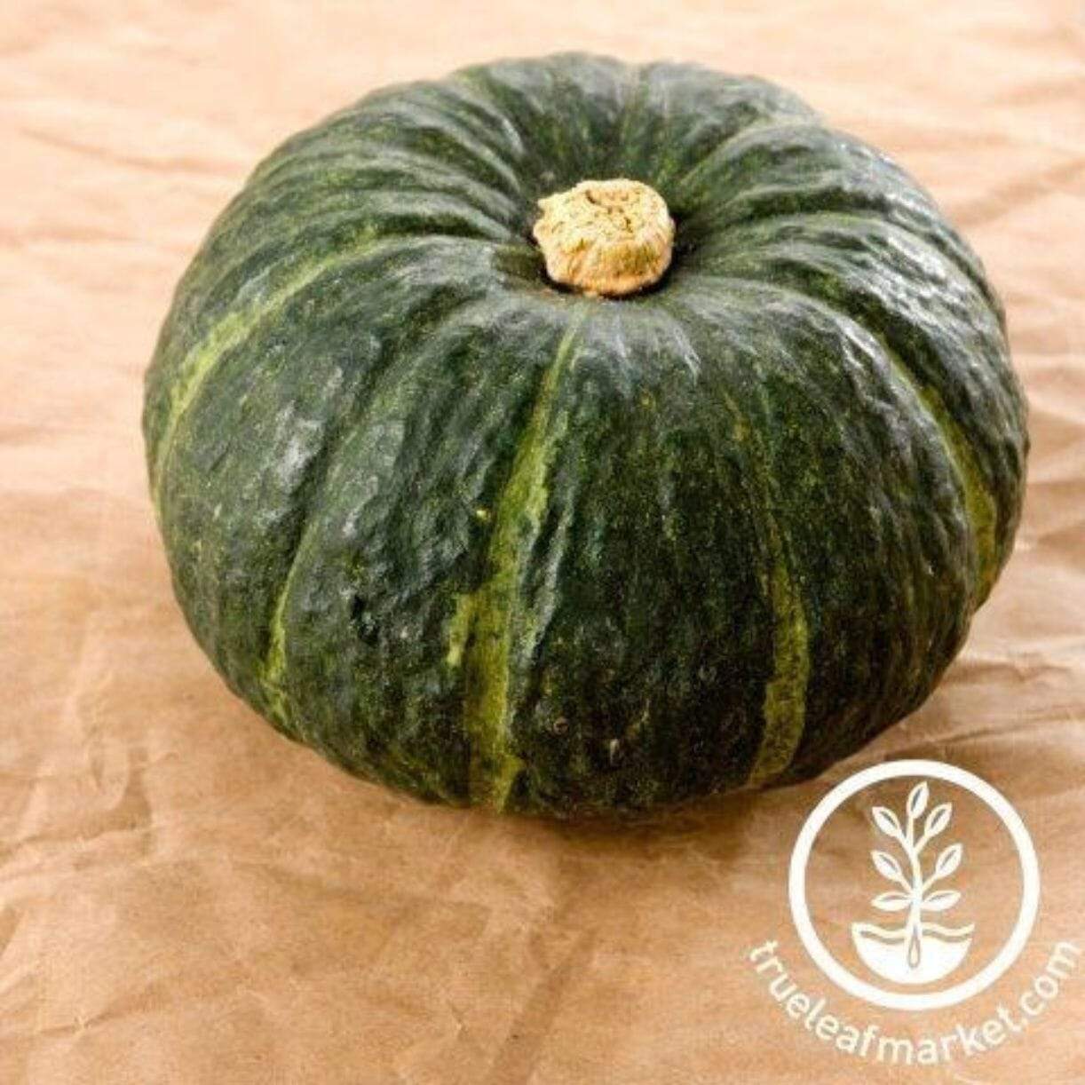 Zucca De Lungo Verde Squash