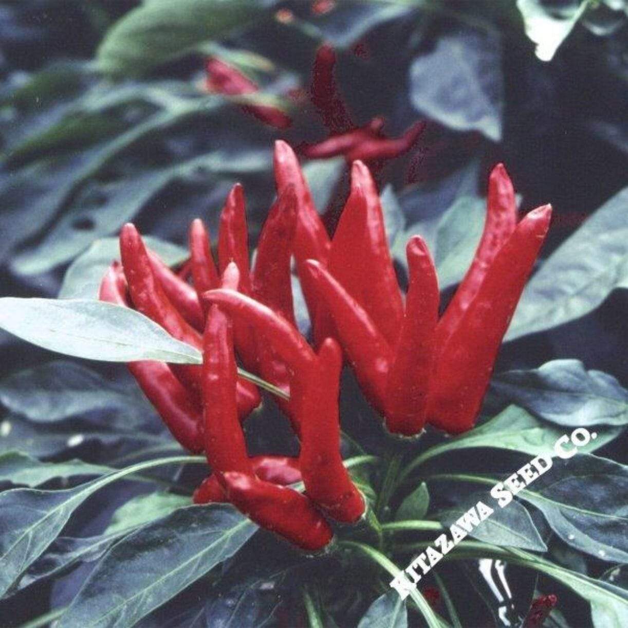 Japanese Santaka Pepper