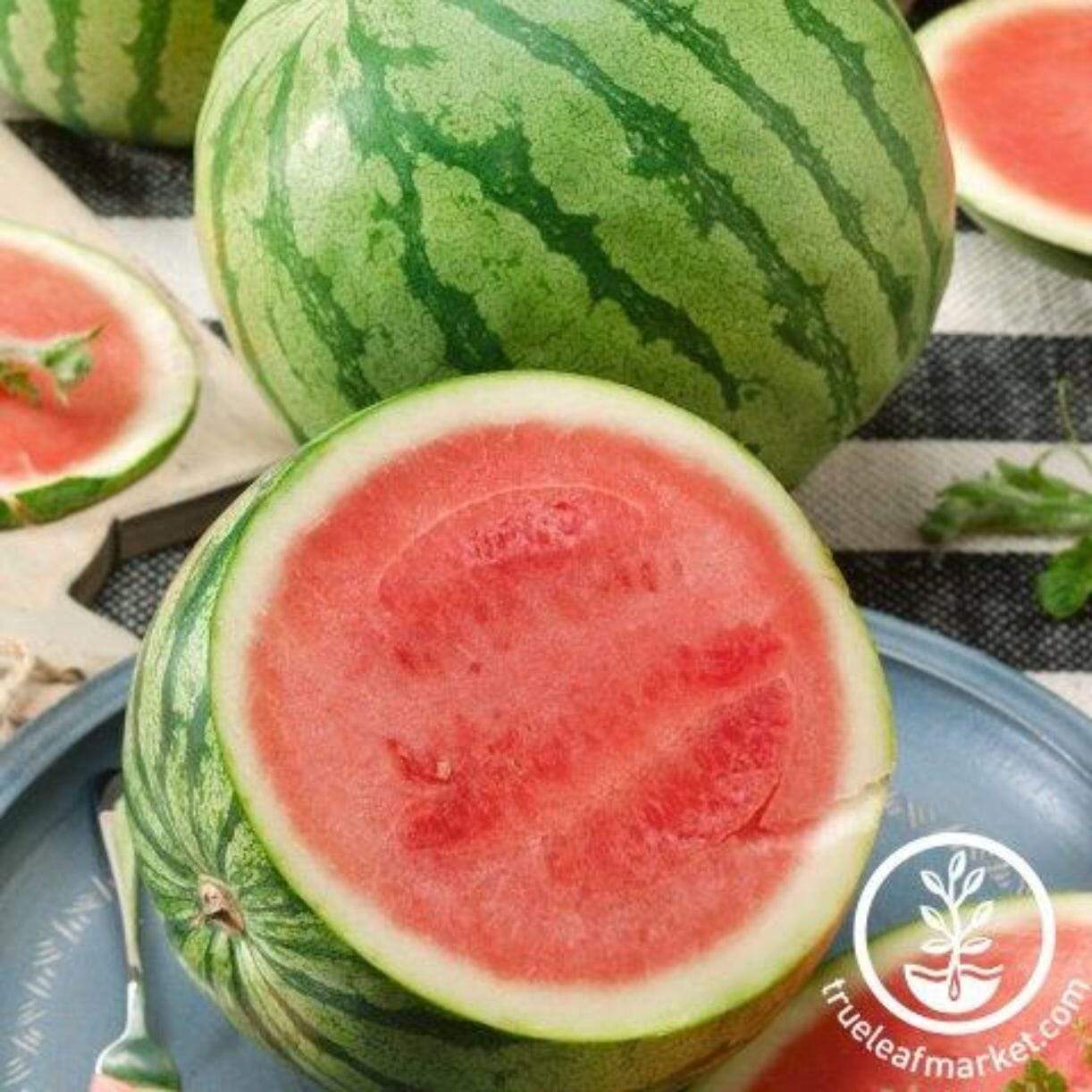 Tiger Baby Watermelon