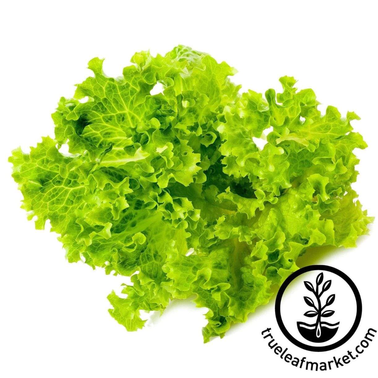Lollo Bionda Lettuce