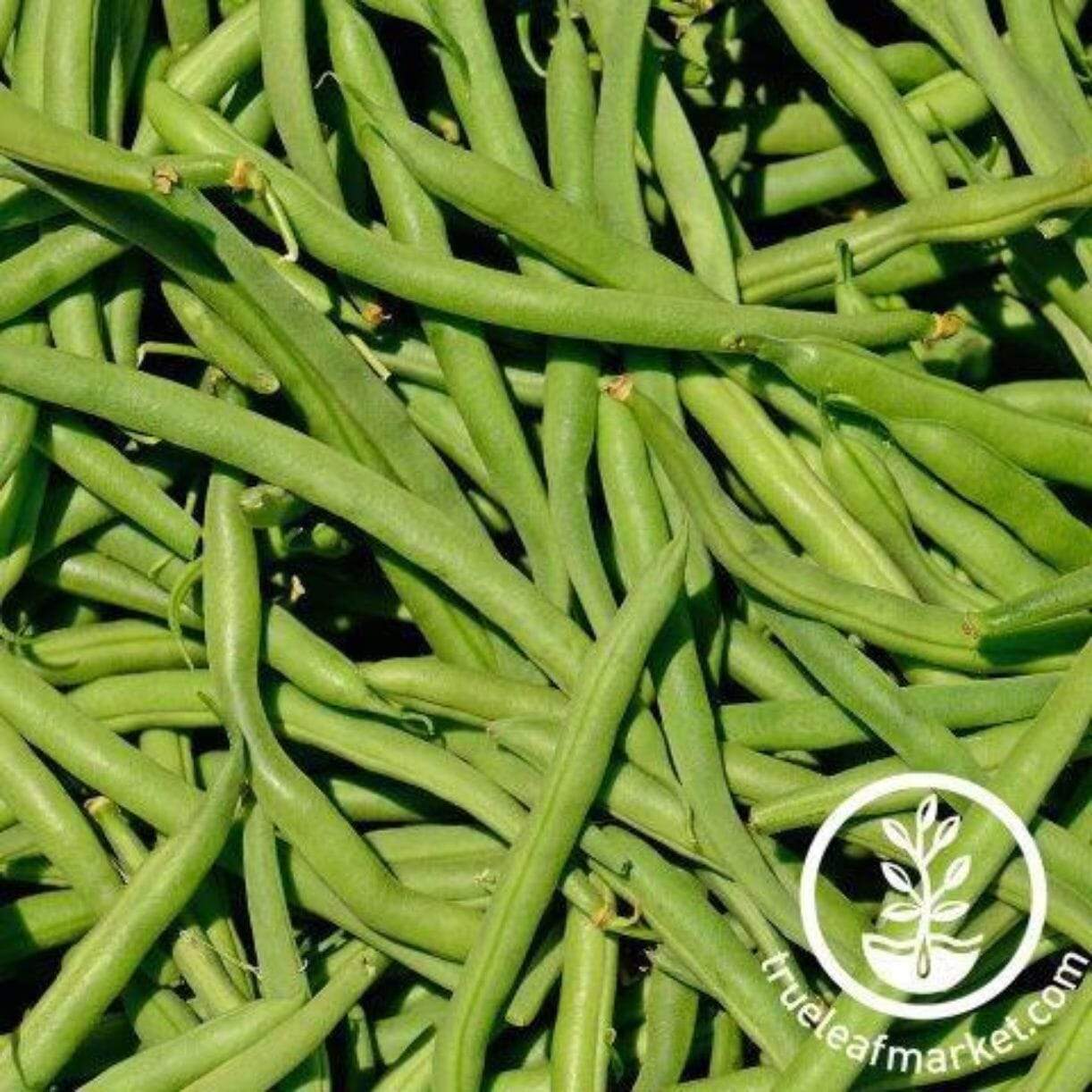 Greencrop Bean