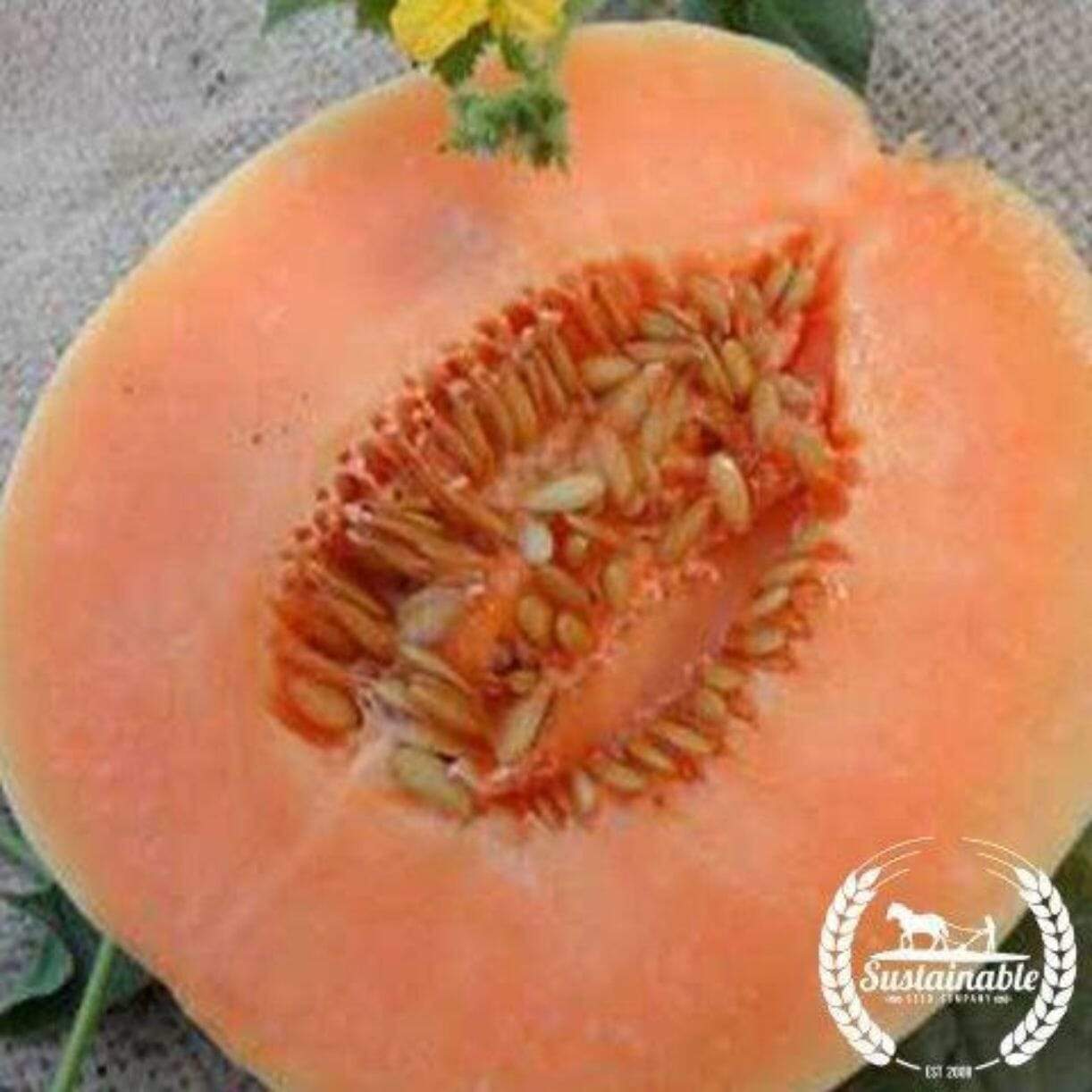 Orange Flesh Melon