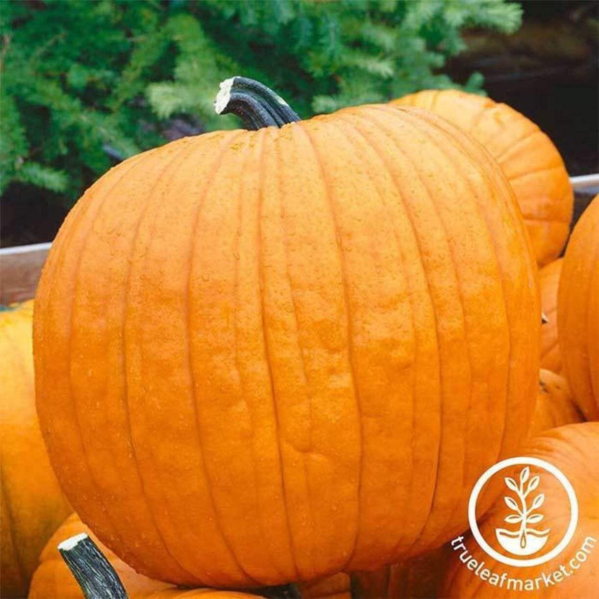 Howden Pumpkin