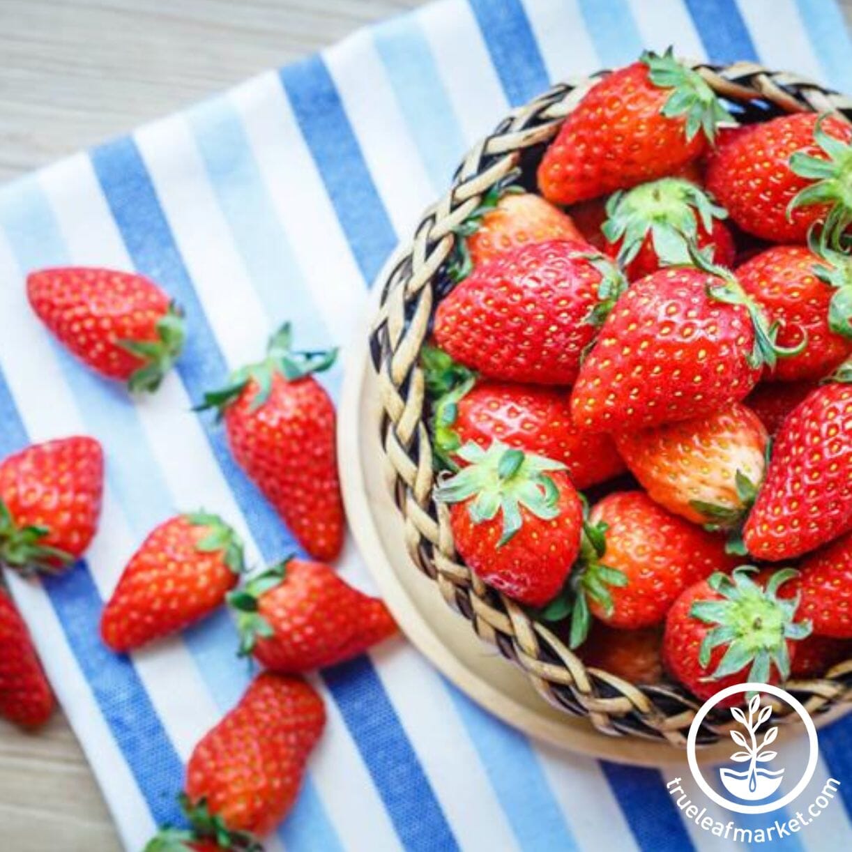 Seascape Strawberry