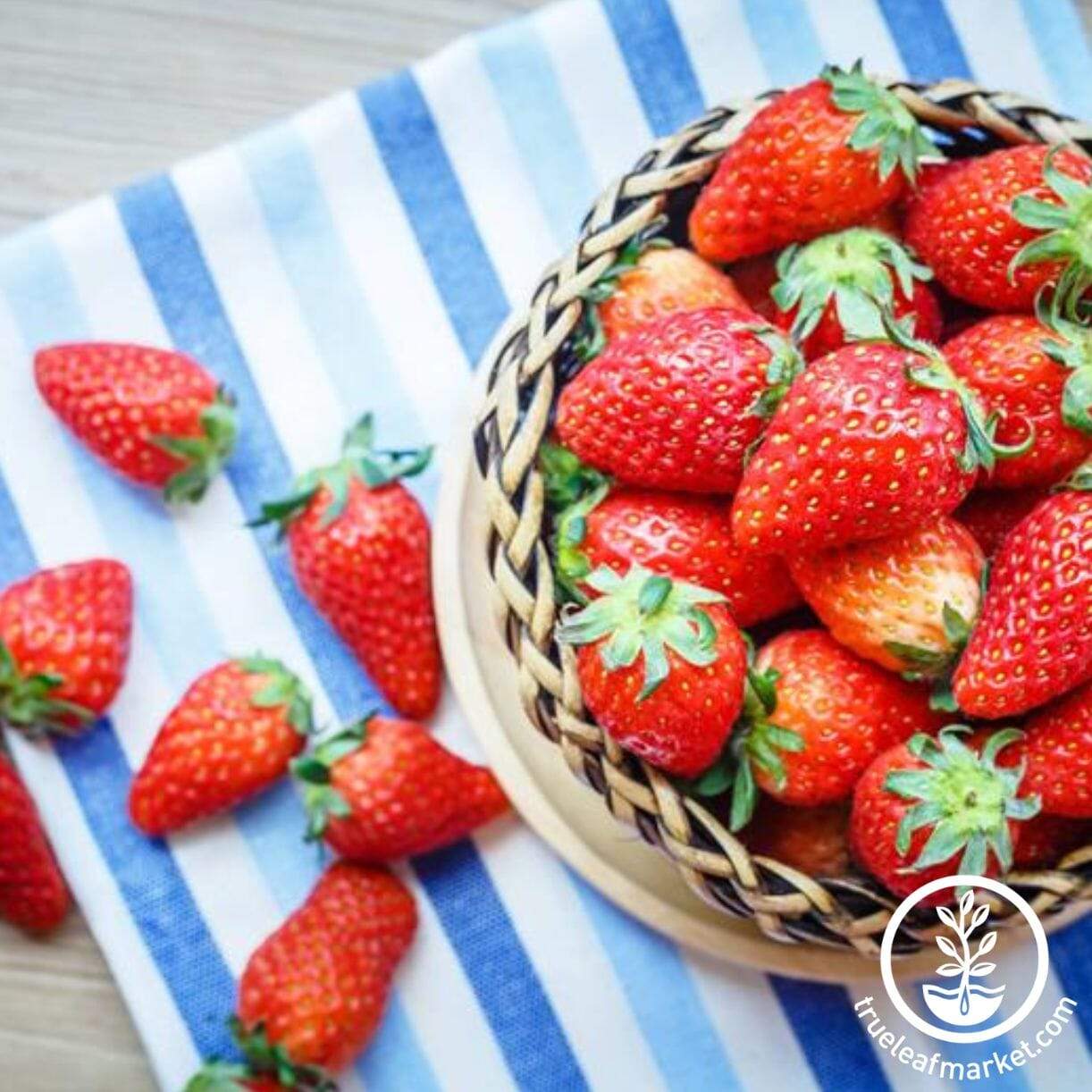 Seascape Strawberry