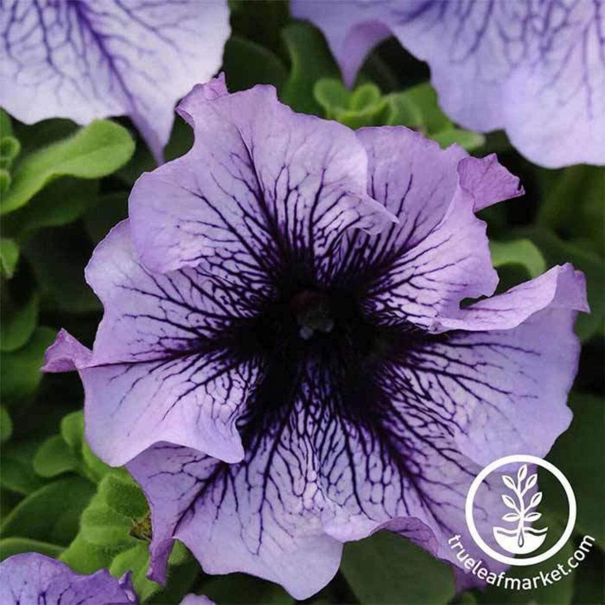 Daddy Series Petunia