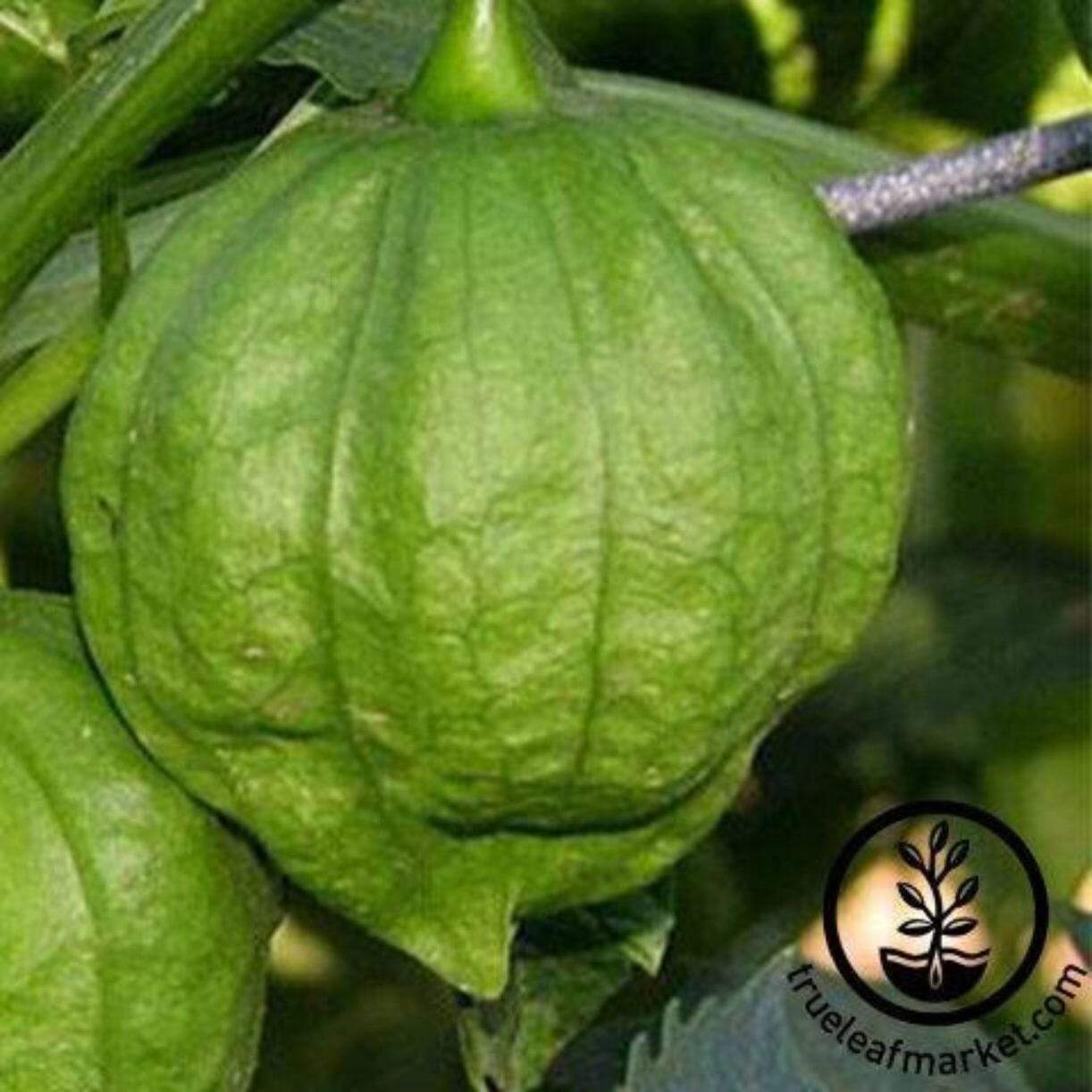 Toma Verde Tomatillo