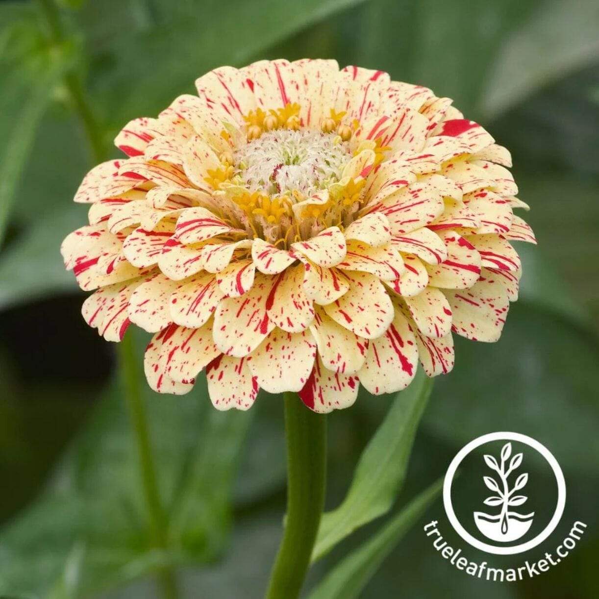 Peppermint Stick Zinnia