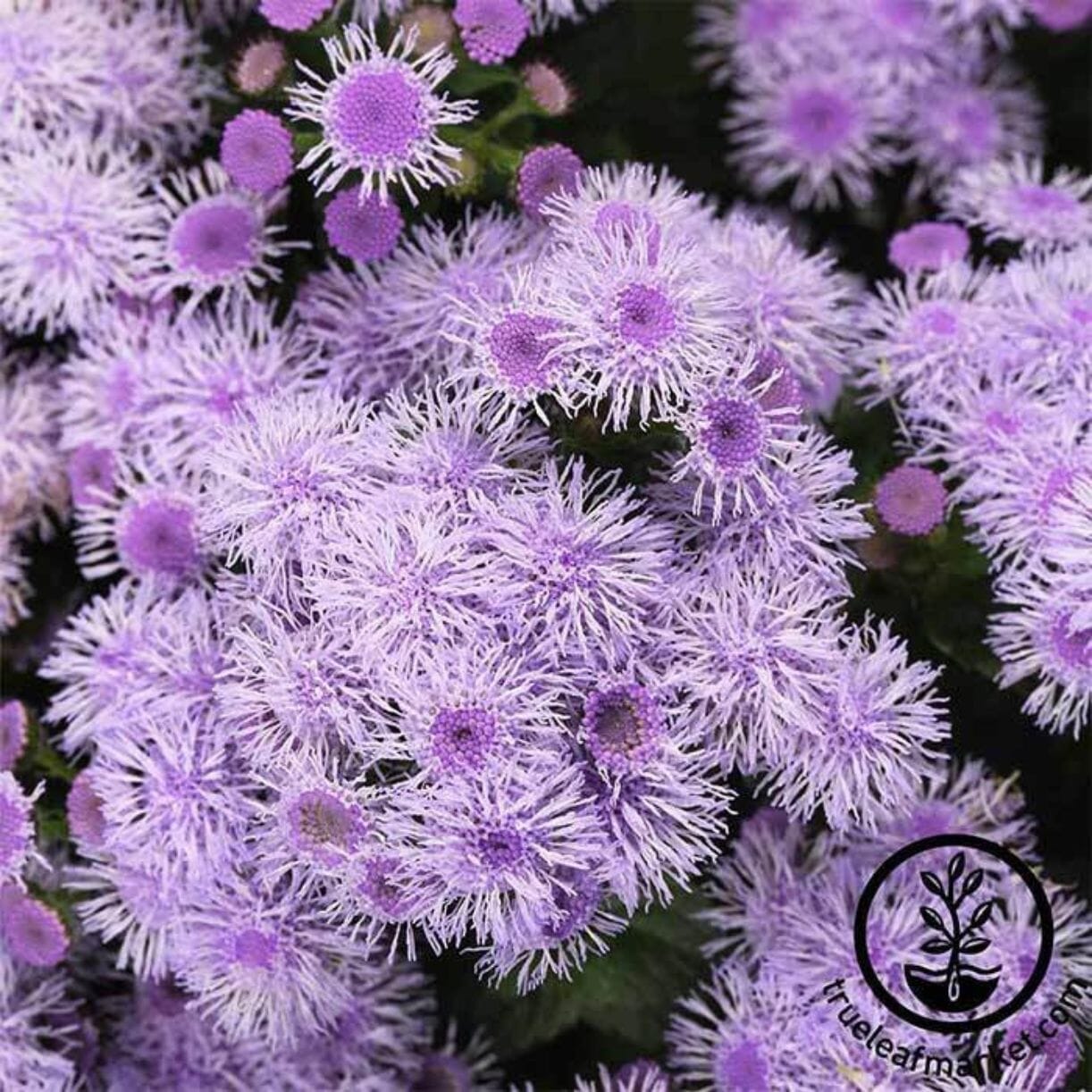 Blue Horizon Ageratum