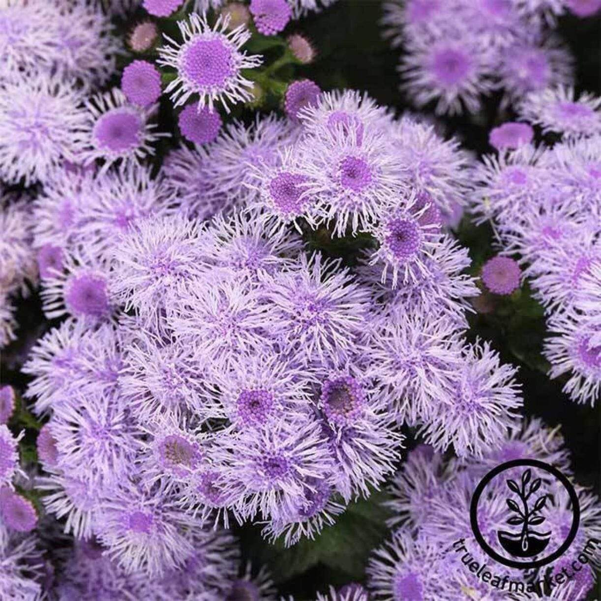 Blue Horizon Ageratum