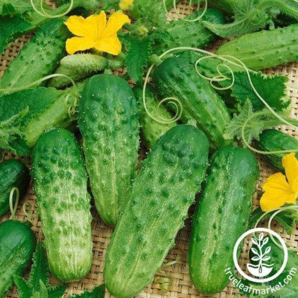 Pick A Bushel Cucumber