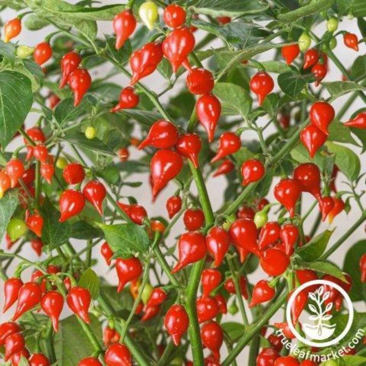 Biquinho Red Pepper